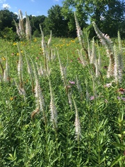 Veronicastrum