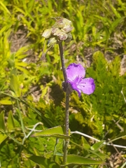 Tradescantia crassifolia