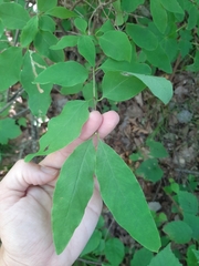 Lonicera canadensis