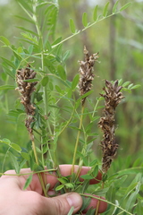 Astragalus uliginosus