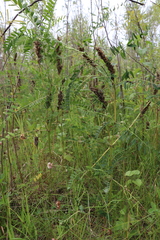 Astragalus uliginosus