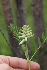 Astragalus uliginosus