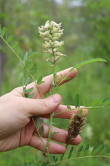 Astragalus uliginosus