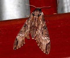 Psilogramma discistriga
