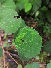 Aulagromyza tremulae