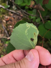 Aulagromyza tremulae