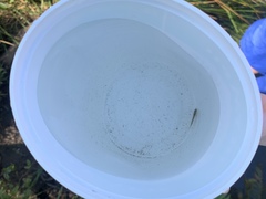 Gasterosteus aculeatus