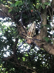 Nephila pilipes