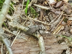 Apterodela unipunctata