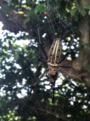 Nephila pilipes