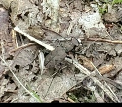 Apterodela unipunctata