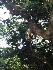 Nephila pilipes