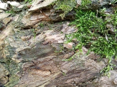 Lasius brunneus