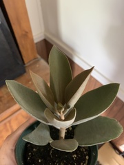 Kalanchoe orgyalis