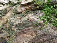 Lasius brunneus