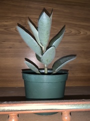 Kalanchoe orgyalis