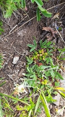 Sibbaldia parviflora