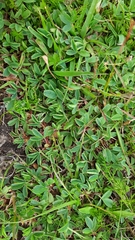 Sibbaldia parviflora