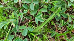Sibbaldia parviflora