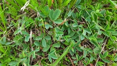 Sibbaldia parviflora