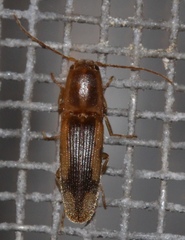 Conoderus vespertinus