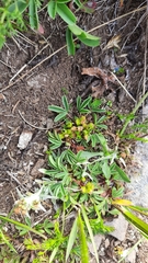 Sibbaldia parviflora