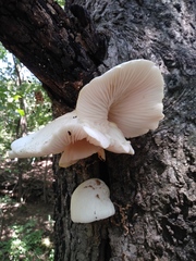 Fungi
