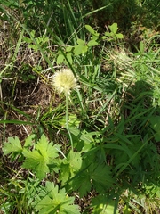 Allium flavidum