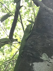 Anolis garmani