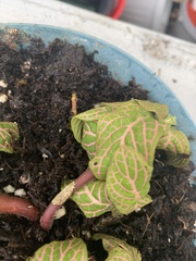 Fittonia