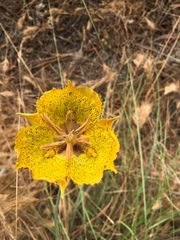 Calochortus weedii