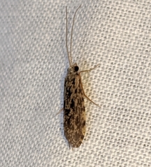 Annulipalpia