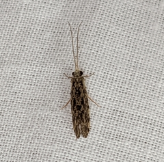 Annulipalpia