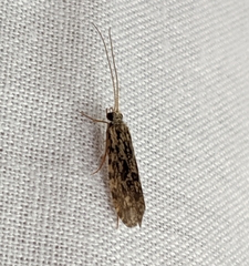 Annulipalpia