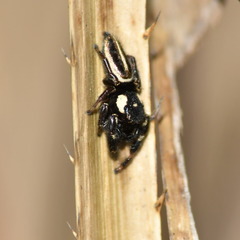 Dendryphantes mordax