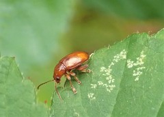 Neocrepidodera transversa