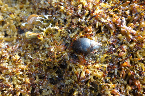 Pisania striata