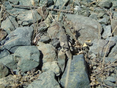 Oedipoda germanica meridionalis