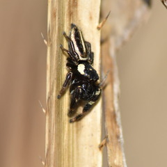 Dendryphantes mordax