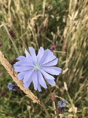 Cichorium intybus