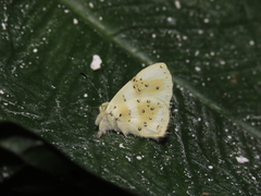 Anteros chrysoprasta