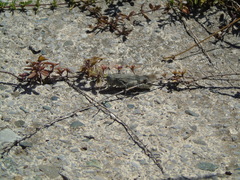 Oedipoda germanica meridionalis