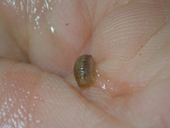 Lekanesphaera rugicauda