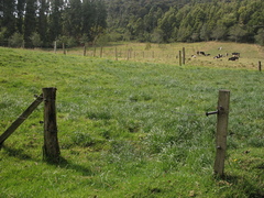 Lolium multiflorum