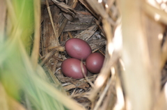 Crypturellus parvirostris