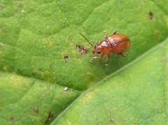 Neocrepidodera transversa