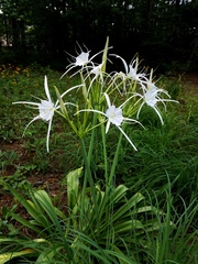 Hymenocallis occidentalis eulae
