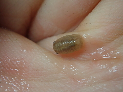 Lekanesphaera rugicauda