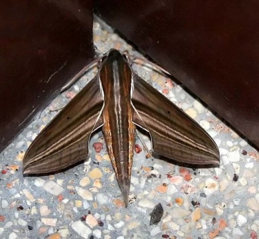 White-edged Hunter Hawkmoth