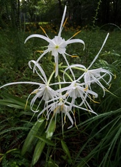 Hymenocallis occidentalis eulae